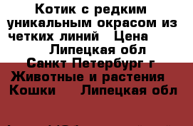 Котик с редким, уникальным окрасом из четких линий › Цена ­ 6 000 - Липецкая обл., Санкт-Петербург г. Животные и растения » Кошки   . Липецкая обл.